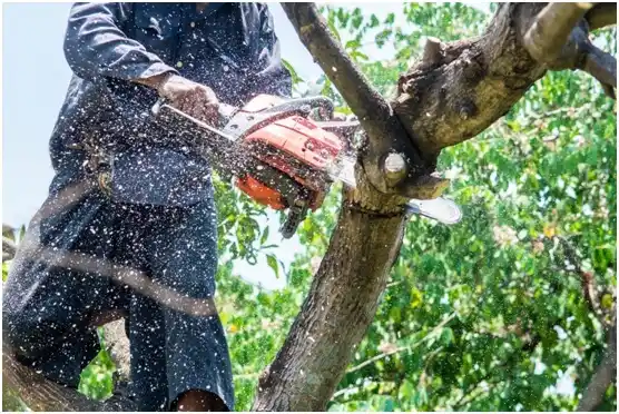 tree services Coupeville